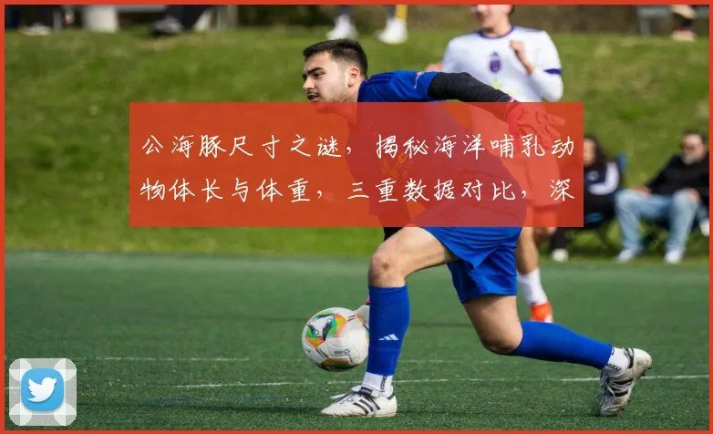 公海豚尺寸之谜，揭秘海洋哺乳动物体长与体重，三重数据对比，深度解析